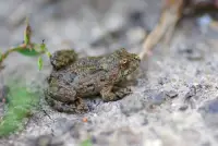 Zwierzęta